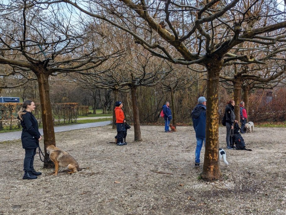 hund-trainiert-zuhause-mit-mobilem-hundetrainer