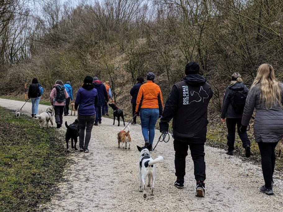 hundetraining-mit-hundeschule-vöcklabruck-im-bezirk-vöcklabruck