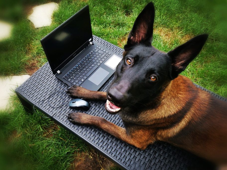 hundetraining-in-hundeschule-vöcklabruck