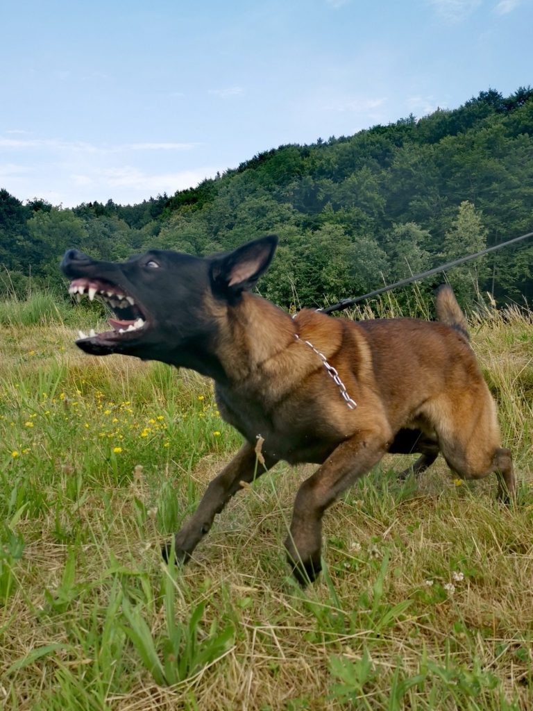 hundetraining-mit-aggressivem-hund-im-bezirk-vöcklabrck-mit-mobilem-hundetrainer