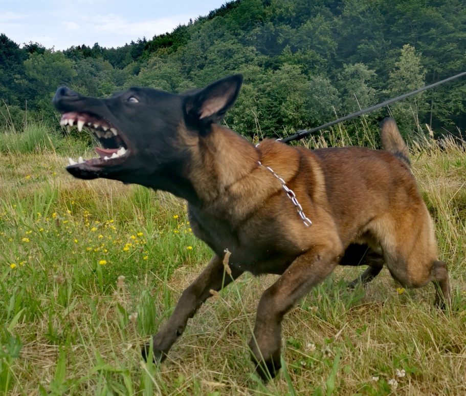 hundetraining-mit-aggressivem-hund-mit-hundeschule-vöcklabruck